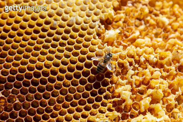 Bees working on honey cells. Close up macro. World Bee Day. Copy paste ...