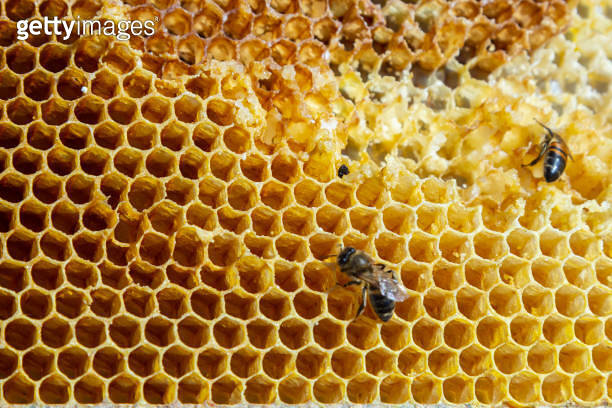 Bees working on honey cells. Close up macro. World Bee Day. Copy paste ...