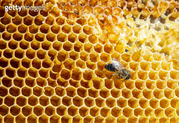 Bees working on honey cells. Close up macro. World Bee Day. Copy paste ...