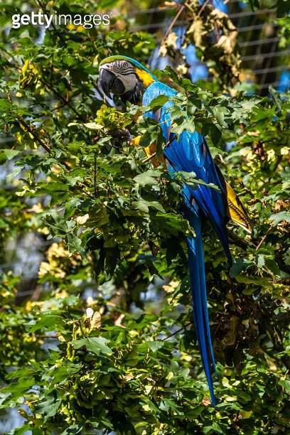 The Blue-and-yellow Macaw, Ara ararauna is a large South American ...