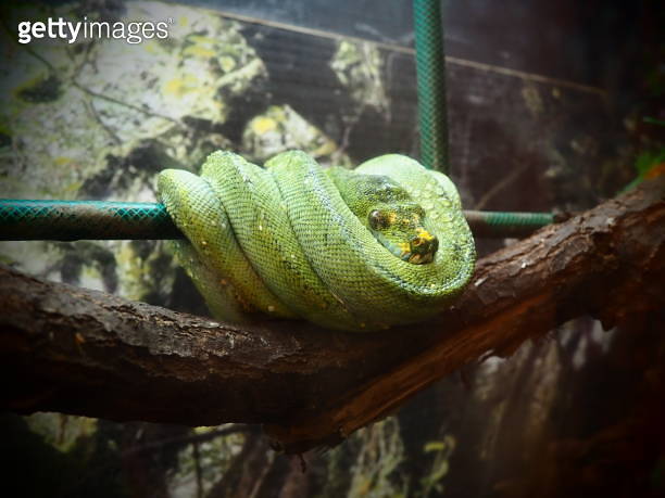 A Green Tree Python (Morelia viridis), coiled on a dead tree ...