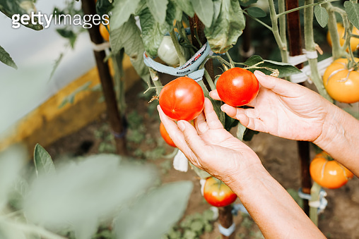 Close-up female hand of gardener holding eco-friendly ripe red tomatoes ...