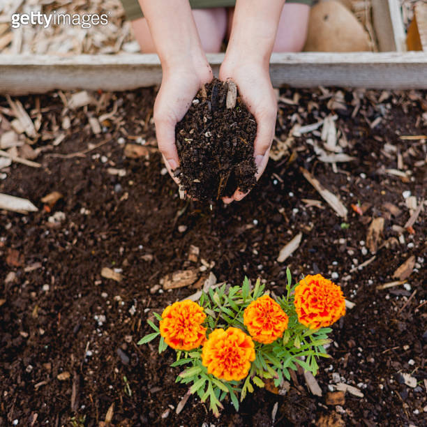 Female Hands Holding Dirt In Garden Bed 이미지 (1400191643) 게티이미지뱅크