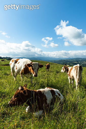 Cows grazing on green meadow in Polish countryside 이미지 (1408383814 ...