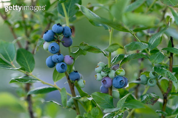 Ripe blueberries (bilberry) on a blueberry bush 이미지 (1412033038) - 게티이미지뱅크