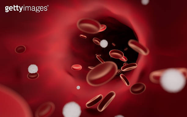 Red and white blood cells in blood vessels, 3d rendering. 이미지 ...
