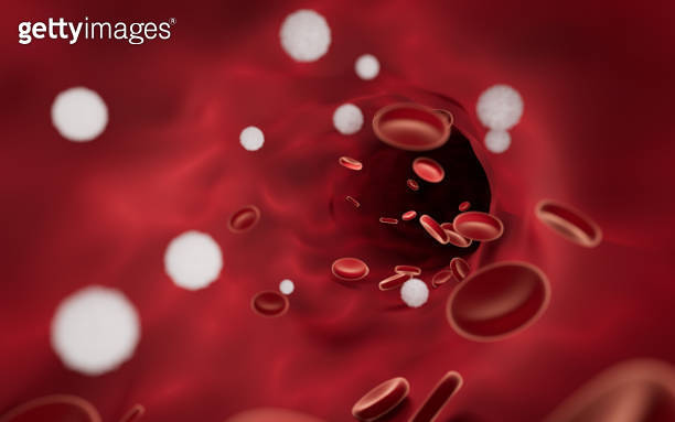 Red and white blood cells in blood vessels, 3d rendering. 이미지 ...