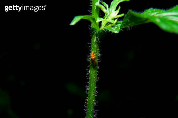 Insect beetle Cantharidae on plant stem 이미지 (1410644851) - 게티이미지뱅크