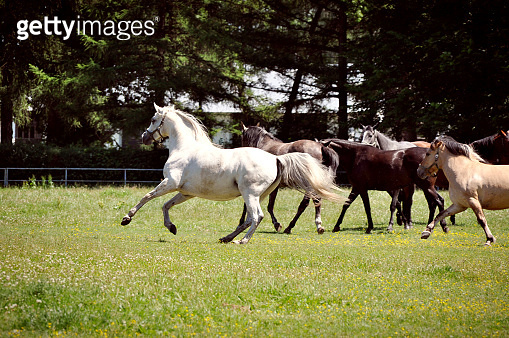 a herd of horses trot or walk in a paddock in a meadow 이미지 (1411230972 ...