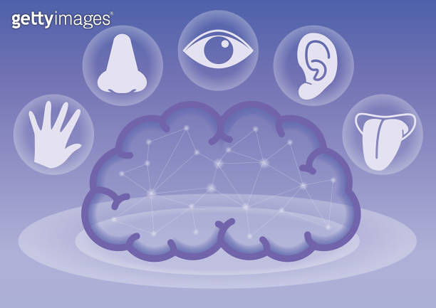 Five Senses Image and Brain (1370394947) 일러스트, 무료 일러스트, 아이콘, 무료 아이콘 ...