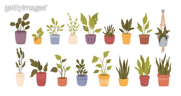 Plants and flowers with foliage, isolated set of botany different ...