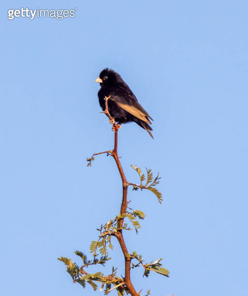 Fantailed Widow Bird 이미지 (1405021602) 게티이미지뱅크