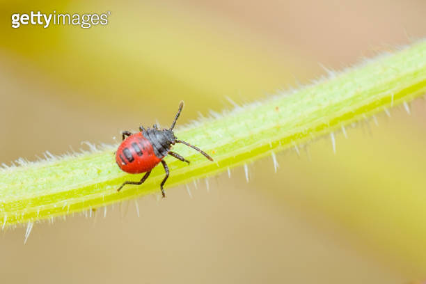 Red colored spotted insect known as nymph of stink bug on the vine of ...