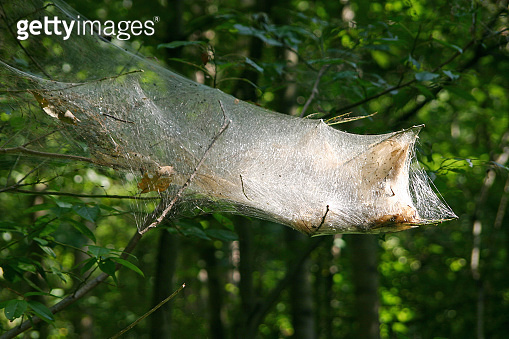 Bagworm Moth Larvae sac 이미지 (1387878779) - 게티이미지뱅크