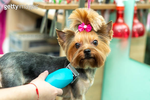 Pet Terriers: Classic Clippered Terrier Trim - Groomer to Groomer