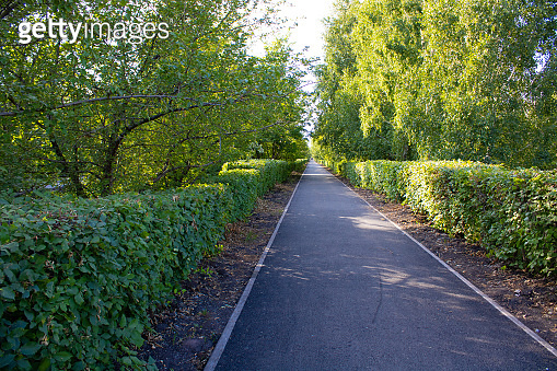 Walking path in the park with sunbeams. Asphalt path among bushes and ...
