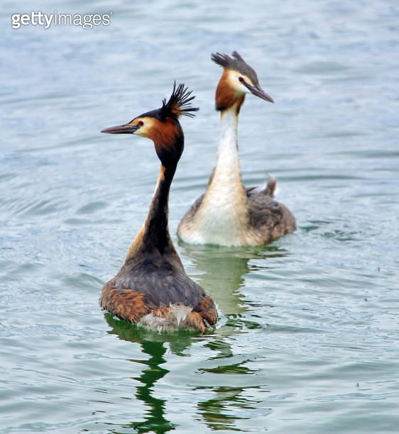 Red Crested Grebe13170733