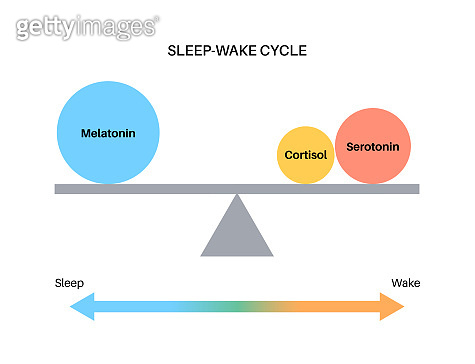 Sleep wake cycle (1397809144) 일러스트, 무료 일러스트 - 게티이미지뱅크