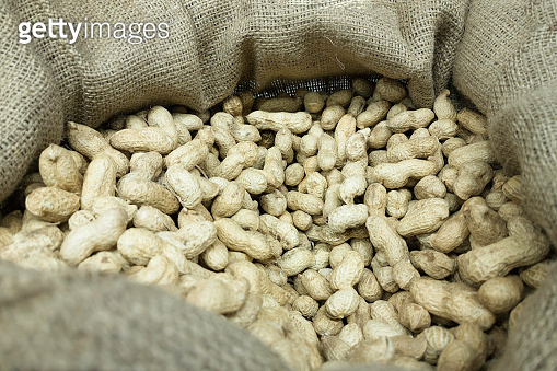 Peanut Ripe Fresh organic ripe unpeeled peanuts in a jute bag 이미지 (1442972473) - 게티 ...