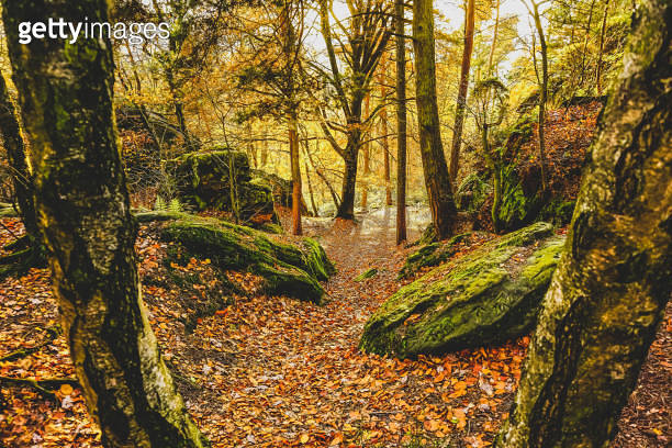 Germany Sightseeing Rocks A forest with rocks in autumn in Germany also called