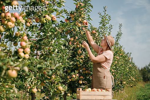Happy smiling female farmer worker crop picking fresh ripe apples in ...