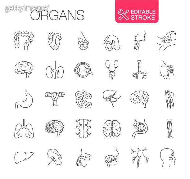 Human Internal Organs Icons Set Editable stroke 이미지 (1379539384) - 게티이미지뱅크