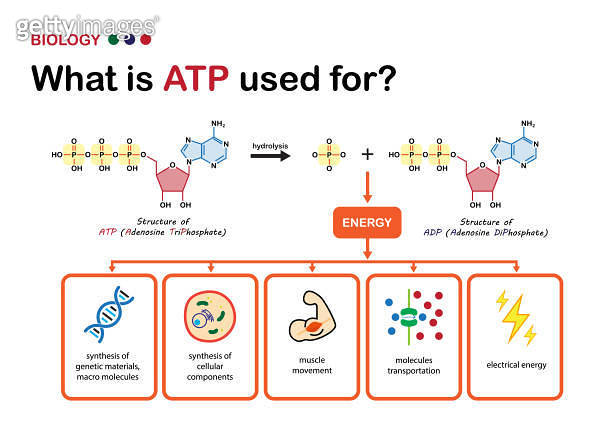 Biology diagram explain using of ATP, the power energy carrier in cell ...