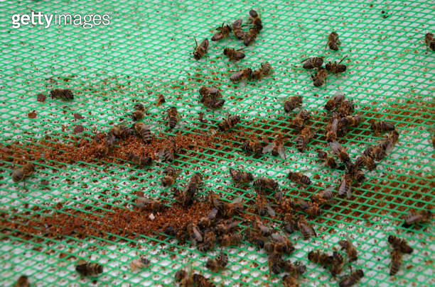 control of mite pest fall from bee brood. according to number of mites ...
