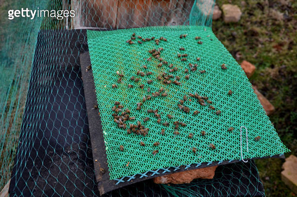 control of mite pest fall from bee brood. according to number of mites ...