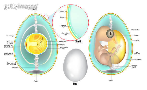 Structure Of Egg. Anatomy of a bird embryo. Chicken Egg Development ...