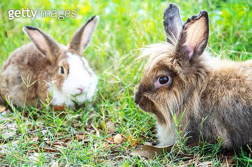 Two rabbits grey and white peep out of the green grass on a lawn 이미지 ...