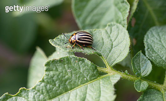 Colorado beetle bug crawling on leaf of potato plant. Close-up of ...