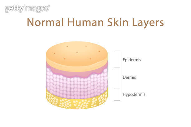 Normal Human Skin layers Isometric Cylinder 이미지 (1387402513) - 게티이미지뱅크