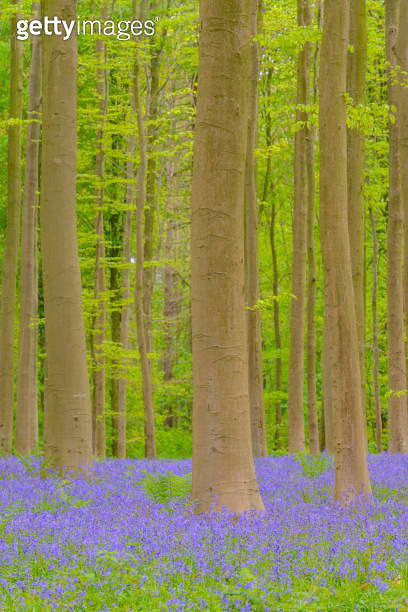 Bluebell flowers in a Beech tree forest during a sunny springtime ...