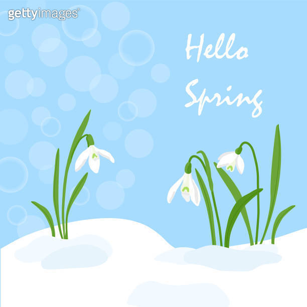 Handdrawn Snowdrops Flower in melting snow. First growing blooming ...