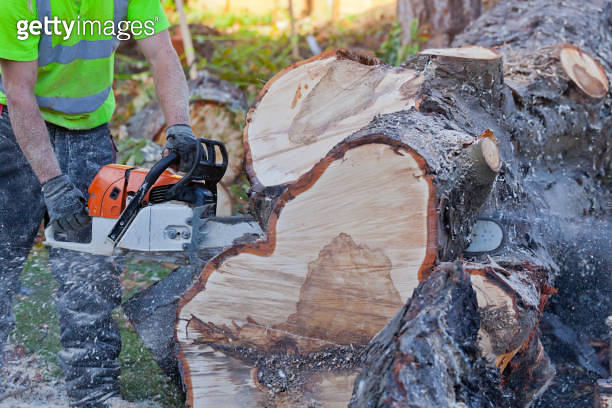 Felled Chestnut Tree with Bleeding Canker Disease 이미지 (1429156670) - 게티 ...