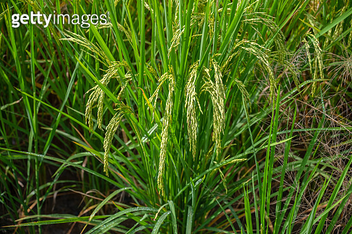 Leaf Ear Rice Ear of rice. Close-up to thai rice seeds in ear of paddy. 이미지 ...