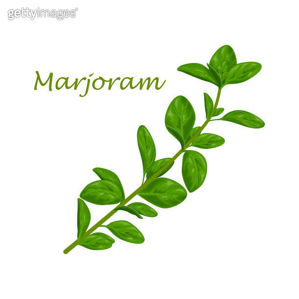 Marjoram. Green marjoram leaves and a sprig of marjoram. A spicy