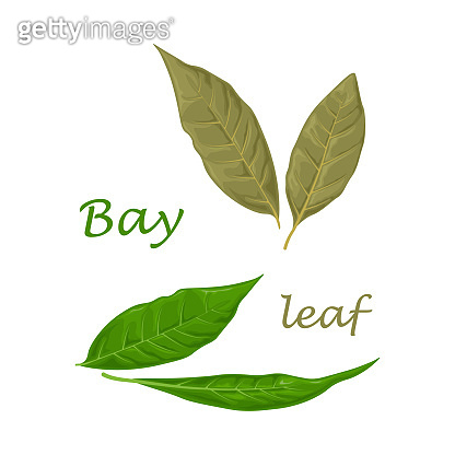 Bay leaf Green laurel leaves A fragrant medicinal plant for seasoning Bay leaf Green laurel leaves A fragrant medicinal plant for seasoning
