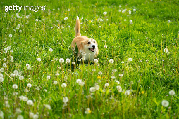 A Pembroke Welsh Corgi dog is running on a grass field in springtime ...
