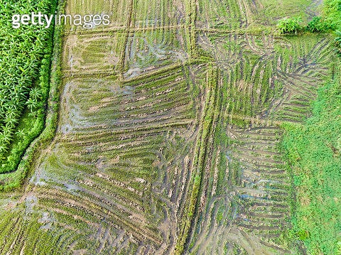 Abstract geometric shapes of rice field after harvest in northern Biology Diagrams