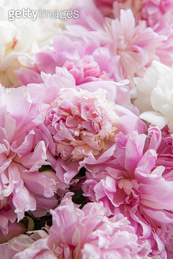 Bouquet of a lot of peonies of pink color close up 이미지 (1409048366 ...