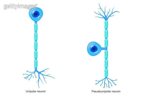 Unipolar neuron and Pseudounipolar neuron structure vector. Nerve cell ...