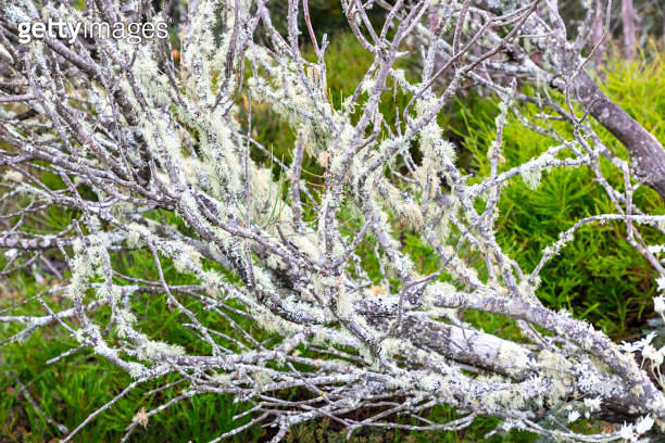 Photograph of fuzzy regrowth on trees affected by severe bushfire in ...