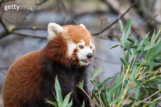 Red Panda Feeding on Bamboo Shots 이미지 (1488662294) - 게티이미지뱅크