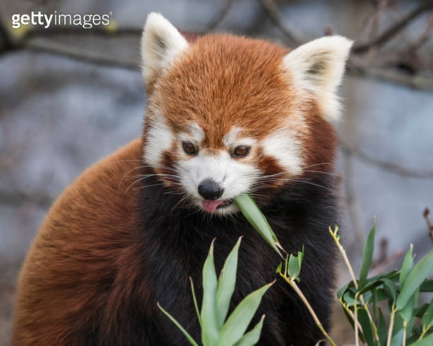 Red Panda Feeding on Bamboo Shots 이미지 (1488662351) - 게티이미지뱅크
