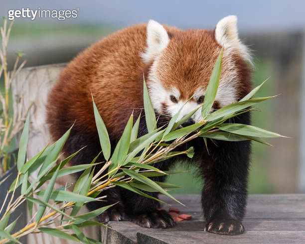 Red Panda Feeding on Bamboo Shots 이미지 (1488662254) - 게티이미지뱅크