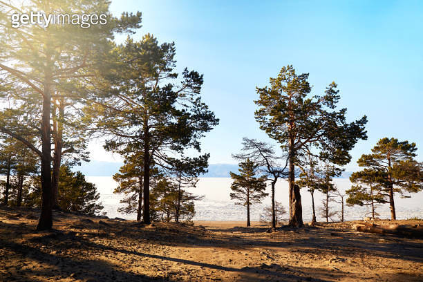 Sandy Ridge Trees Pine trees on the sandy beach of the lak 이미지 (1469965247) - 게티이미지뱅크