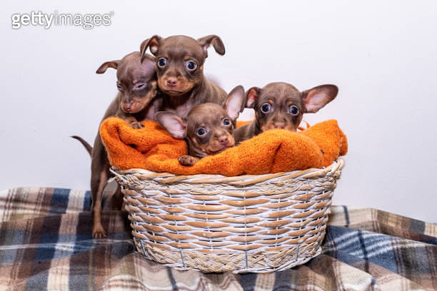 Small dog puppies, breed Prague Ratter, sit in a wicker. 이미지 ...