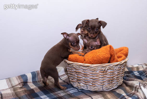 Small dog puppies, breed Prague Ratter, sit in a wicker. 이미지 ...